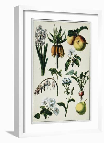 19th-Century French Botanical Print-null-Framed Giclee Print