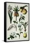 19th-Century French Botanical Print-null-Framed Stretched Canvas