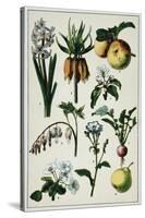 19th-Century French Botanical Print-null-Stretched Canvas