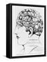 19th-century Phrenology-Library of Congress-Framed Stretched Canvas