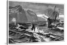 19th Century Whale Hunt-CCI Archives-Stretched Canvas