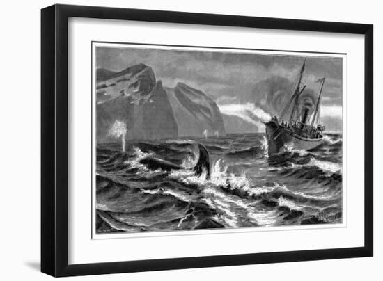 19th Century Whale Hunt-CCI Archives-Framed Photographic Print