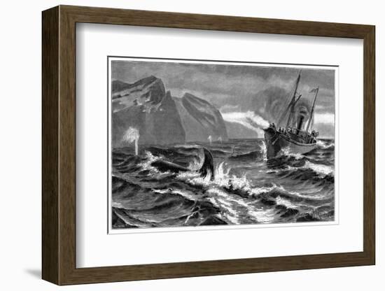 19th Century Whale Hunt-CCI Archives-Framed Photographic Print