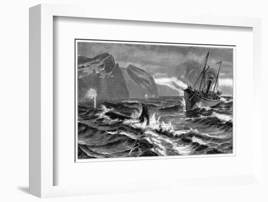 19th Century Whale Hunt-CCI Archives-Framed Photographic Print