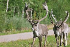 Wild Reindeer Crossing a Road in Lapland, Scandinavia-1photo-Framed Photographic Print