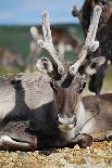 Two Wild Reindeer Approaching on a Roadside in Lapland, Scandinavia-1photo-Stretched Canvas