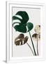 Gramercy White