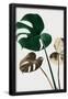 Essential Black