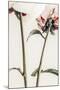 Wood Mount