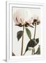 Gramercy White