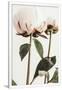 Gramercy White