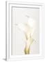 Gramercy White