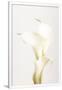 Gramercy White