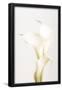 Essential Black