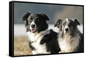 2 Border Collies-Andraz_Cerar-Framed Stretched Canvas