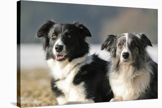 2 Border Collies-Andraz_Cerar-Stretched Canvas