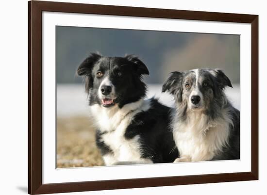 2 Border Collies-Andraz_Cerar-Framed Photographic Print