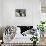 2 Border Collies-Andraz_Cerar-Mounted Photographic Print displayed on a wall