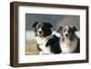 2 Border Collies-Andraz_Cerar-Framed Photographic Print