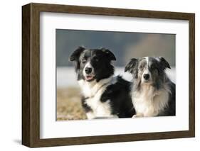 2 Border Collies-Andraz_Cerar-Framed Photographic Print