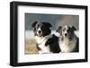 2 Border Collies-Andraz_Cerar-Framed Photographic Print