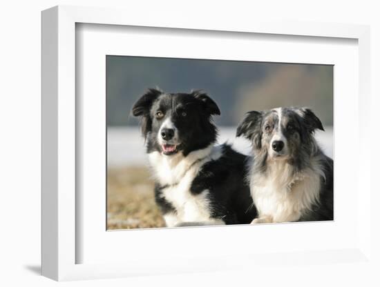 2 Border Collies-Andraz_Cerar-Framed Photographic Print