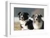 2 Border Collies-Andraz_Cerar-Framed Photographic Print