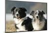 2 Border Collies-Andraz_Cerar-Mounted Photographic Print