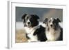 2 Border Collies-Andraz_Cerar-Framed Photographic Print