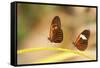 2 butterflies passion flower butterfly, Heliconius, on leaves-Alexander Georgiadis-Framed Stretched Canvas