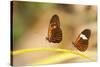 2 butterflies passion flower butterfly, Heliconius, on leaves-Alexander Georgiadis-Stretched Canvas