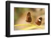 2 butterflies passion flower butterfly, Heliconius, on leaves-Alexander Georgiadis-Framed Photographic Print