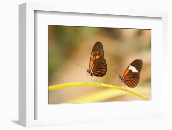 2 butterflies passion flower butterfly, Heliconius, on leaves-Alexander Georgiadis-Framed Photographic Print