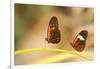 2 butterflies passion flower butterfly, Heliconius, on leaves-Alexander Georgiadis-Framed Photographic Print