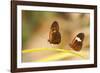 2 butterflies passion flower butterfly, Heliconius, on leaves-Alexander Georgiadis-Framed Photographic Print