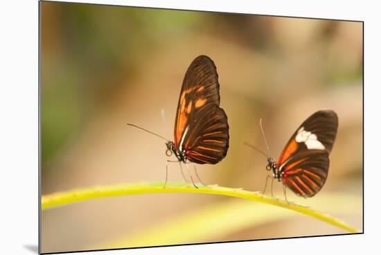 2 butterflies passion flower butterfly, Heliconius, on leaves-Alexander Georgiadis-Mounted Photographic Print