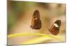 2 butterflies passion flower butterfly, Heliconius, on leaves-Alexander Georgiadis-Mounted Photographic Print