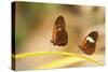 2 butterflies passion flower butterfly, Heliconius, on leaves-Alexander Georgiadis-Stretched Canvas