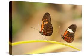 2 butterflies passion flower butterfly, Heliconius, on leaves-Alexander Georgiadis-Stretched Canvas