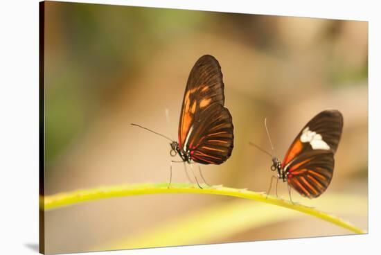2 butterflies passion flower butterfly, Heliconius, on leaves-Alexander Georgiadis-Stretched Canvas