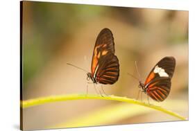 2 butterflies passion flower butterfly, Heliconius, on leaves-Alexander Georgiadis-Stretched Canvas