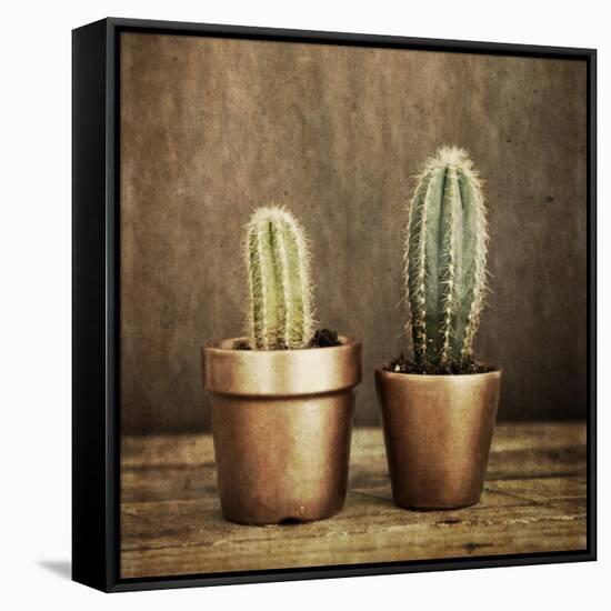 2 Cacti on Brown Texture-Tom Quartermaine-Framed Stretched Canvas