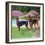 2 Doberman Pinchers-Eduardo Camoes-Framed Giclee Print