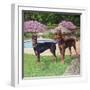 2 Doberman Pinchers-Eduardo Camoes-Framed Giclee Print