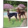 2 Doberman Pinchers-Eduardo Camoes-Mounted Giclee Print