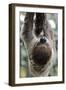 2 Finger Sloth, Choloepus Didactylus, Branch, Hang, Climb Headlong-Ronald Wittek-Framed Premium Photographic Print