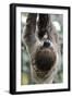 2 Finger Sloth, Choloepus Didactylus, Branch, Hang, Climb Headlong-Ronald Wittek-Framed Premium Photographic Print