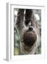 2 Finger Sloth, Choloepus Didactylus, Branch, Hang, Climb Headlong-Ronald Wittek-Framed Premium Photographic Print