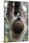 2 Finger Sloth, Choloepus Didactylus, Branch, Hang, Climb Headlong-Ronald Wittek-Mounted Premium Photographic Print
