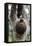 2 Finger Sloth, Choloepus Didactylus, Branch, Hang, Climb Headlong-Ronald Wittek-Framed Stretched Canvas
